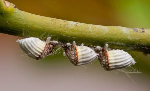 cochinilla de la marihuana